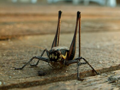 Bridge insect jump