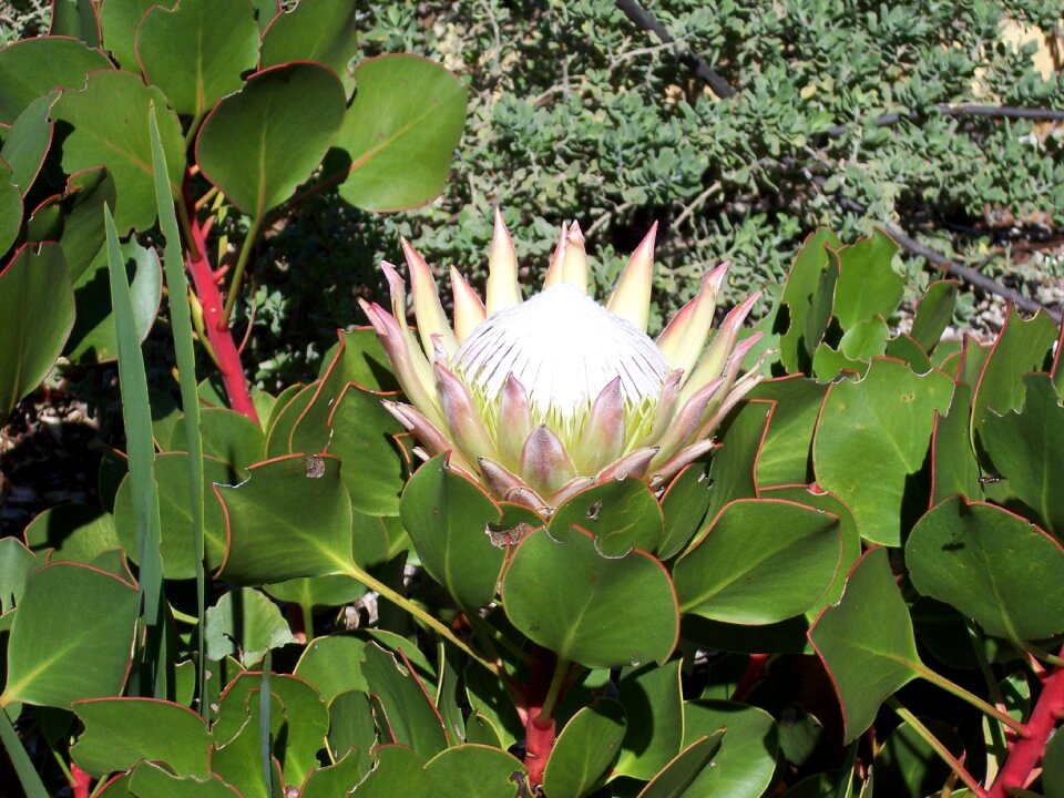 Pink vibrant blossom