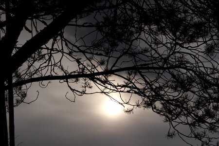 Branch leaf sun photo