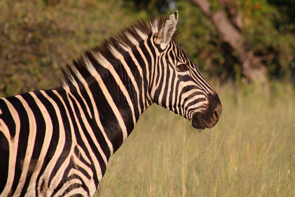 Wildlife wild white