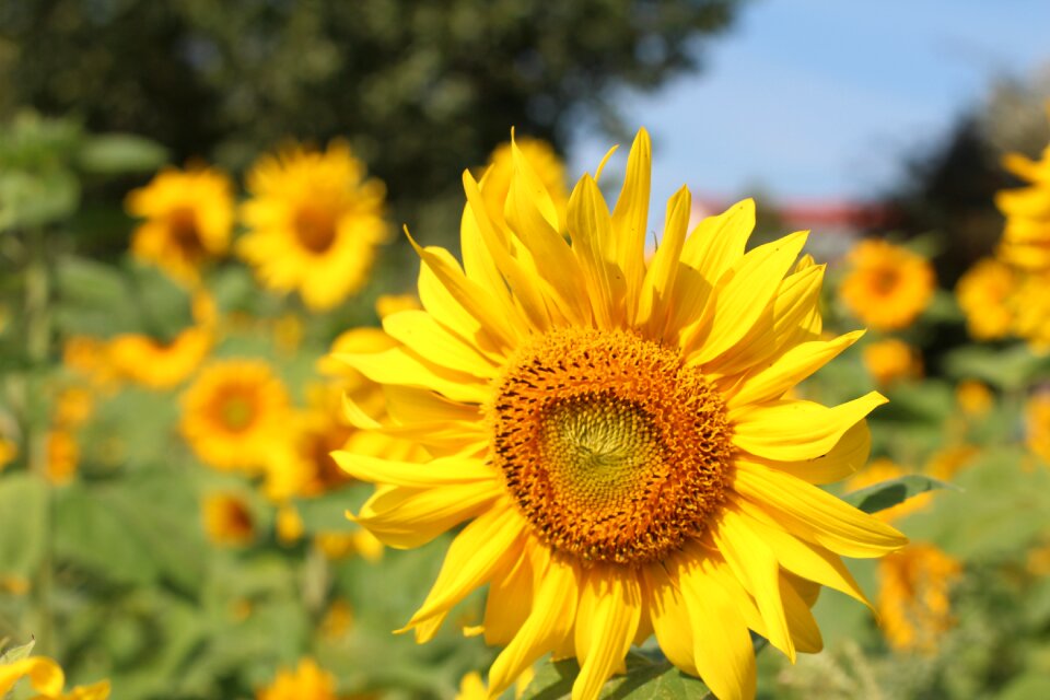 Bright flowers yellow flower