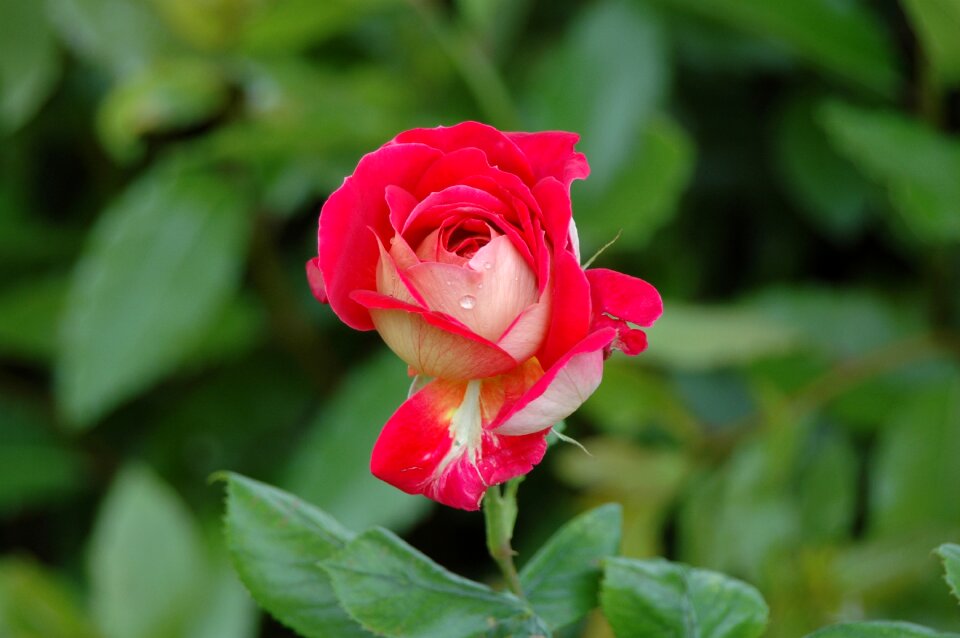 Red flower red rose flower