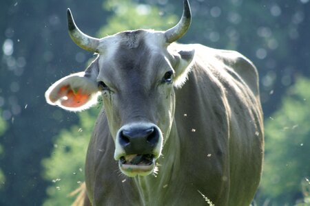 Cow summer meadow