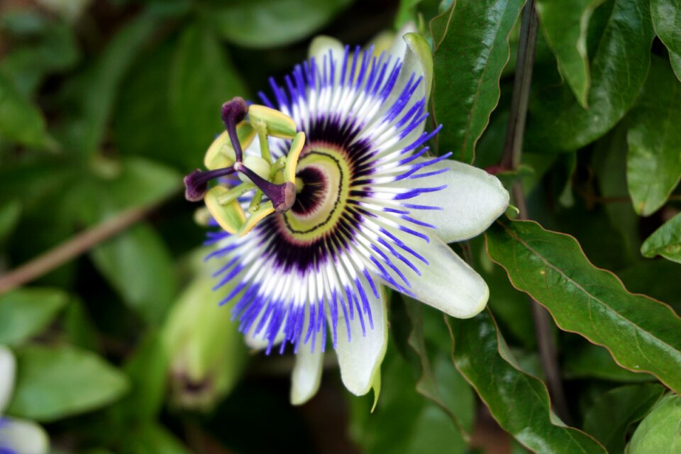 Blue passionflower garden flowering