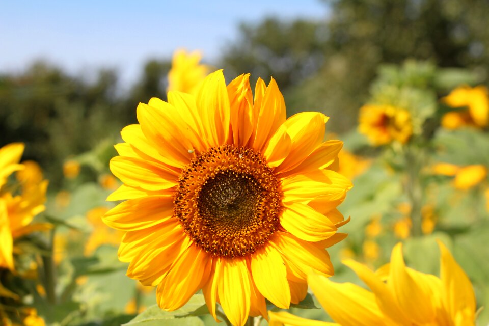 Bright flowers yellow flower