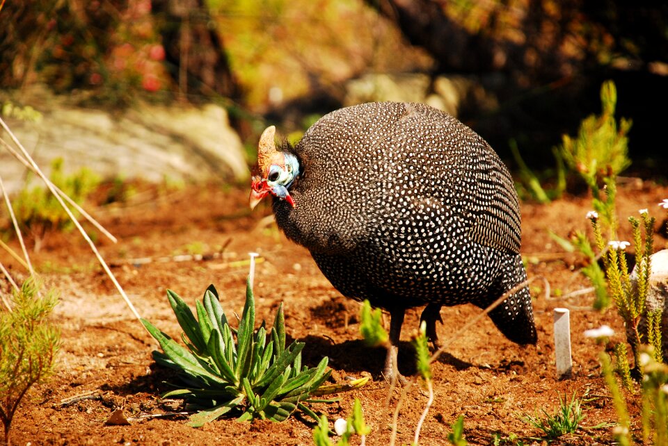 Wildlife nature africa