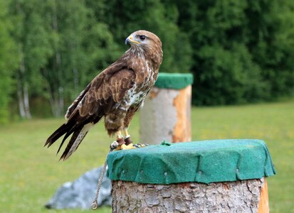 Birds nature raptors photo