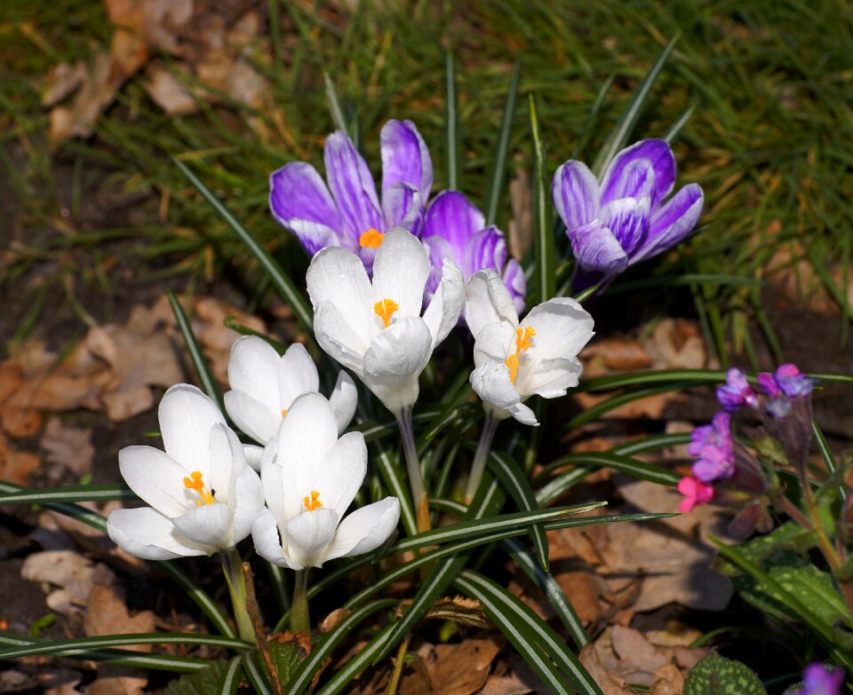 Plant purple white