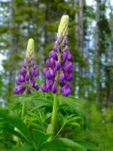 Summer forest purple flower