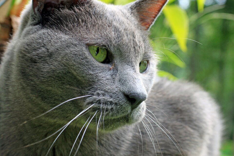 Hybrid large gray