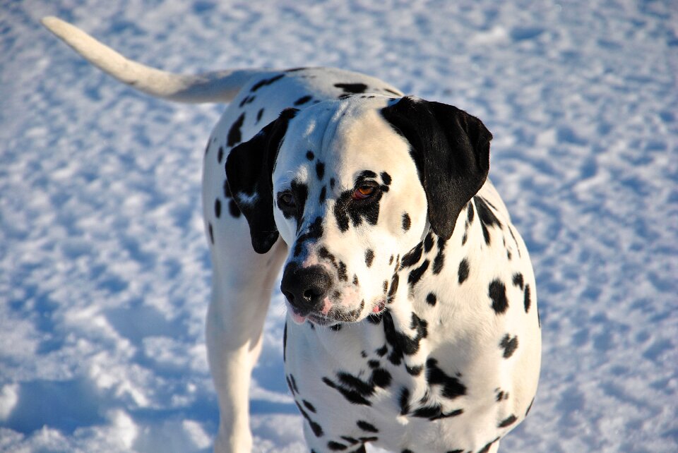 Animal canine domestic