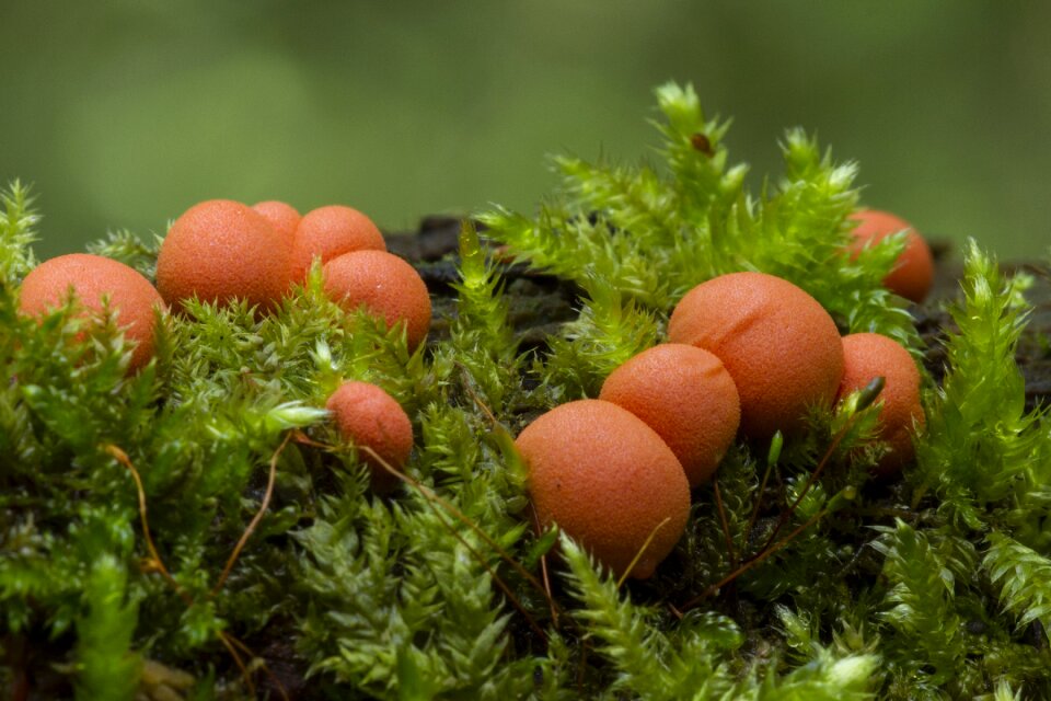 Small mushroom mushrooms mini mushroom