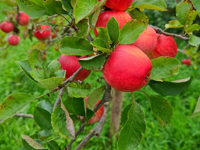 Apple tree nature red