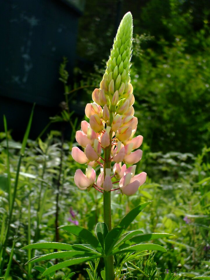 Back lit wildflower spring