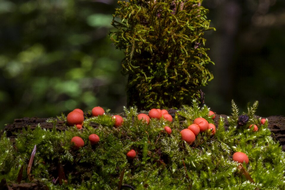 Small mushroom mushrooms mini mushroom