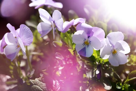 Garden pansy viola flower photo