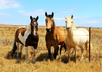 Horse head stallion brown horse photo