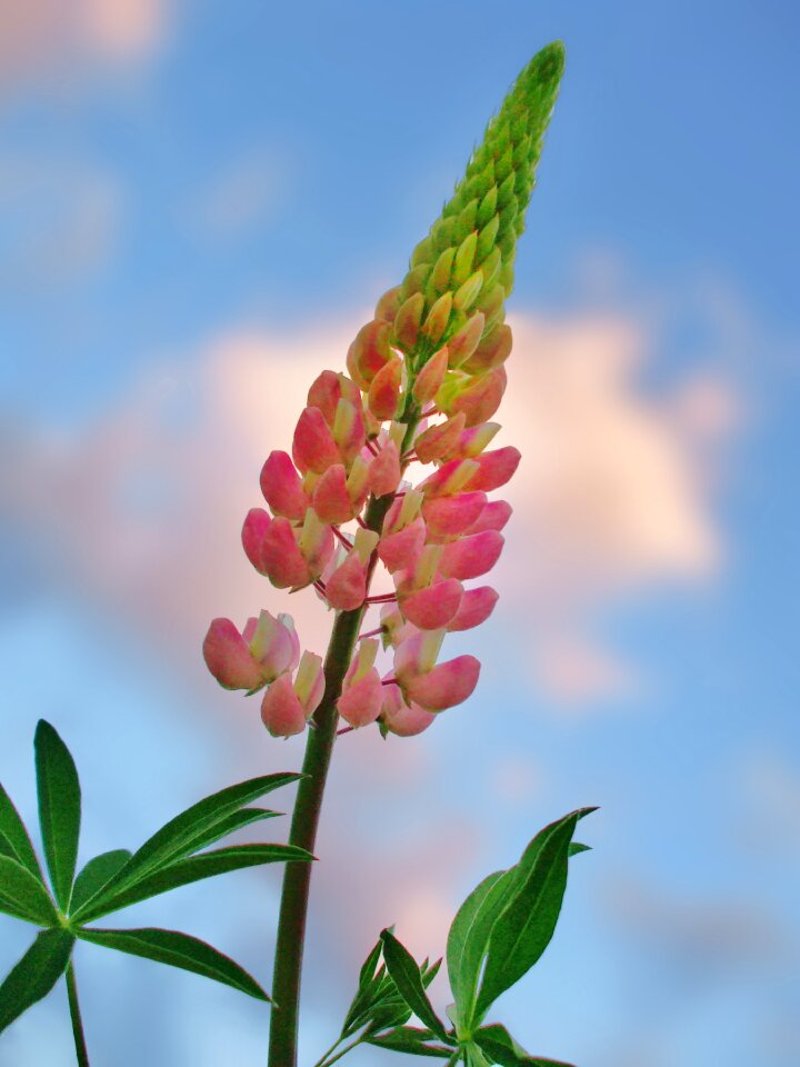 Pink bloom blossom