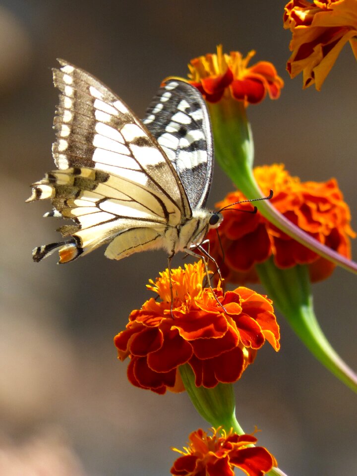 Libar machaon butterfly queen