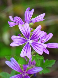Flower silveste beauty petals
