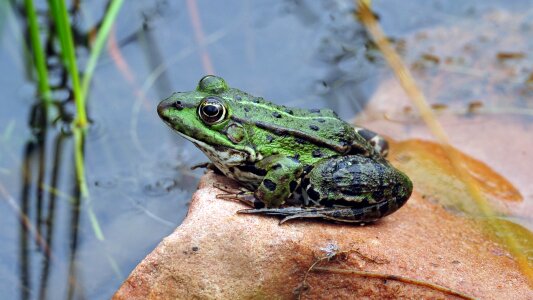 Frog pond because bacher gravel pits nature reserve