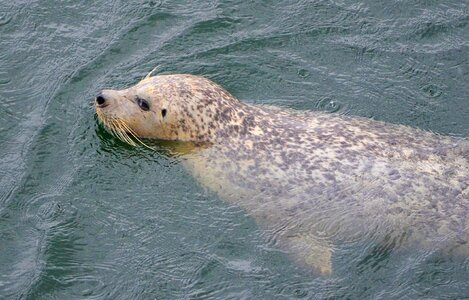 Animal mammal seal