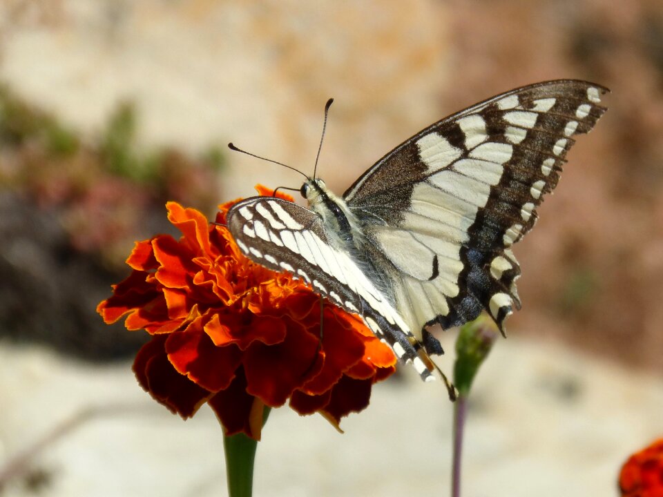 Libar machaon butterfly queen