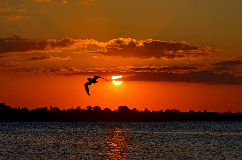 Water seagull sea