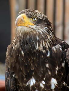 Bird of prey animal nature