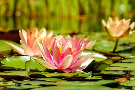 Bloom pink pink water lily photo