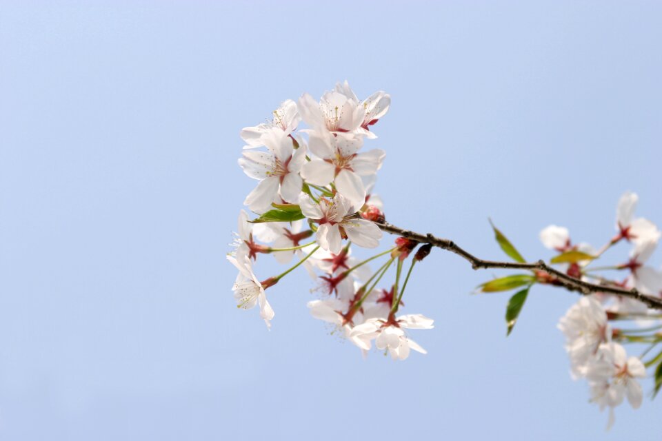 Spring cherry blossom sky