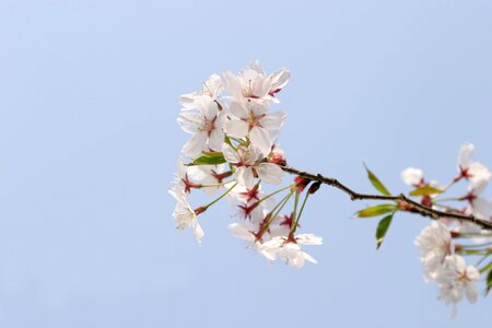 Spring cherry blossom sky