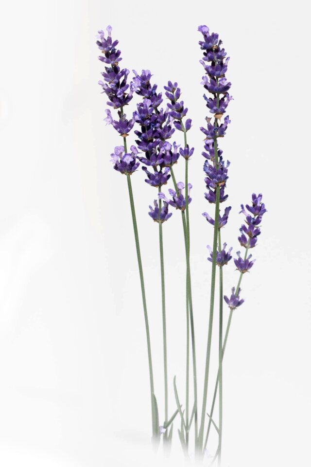 Summer provence violet