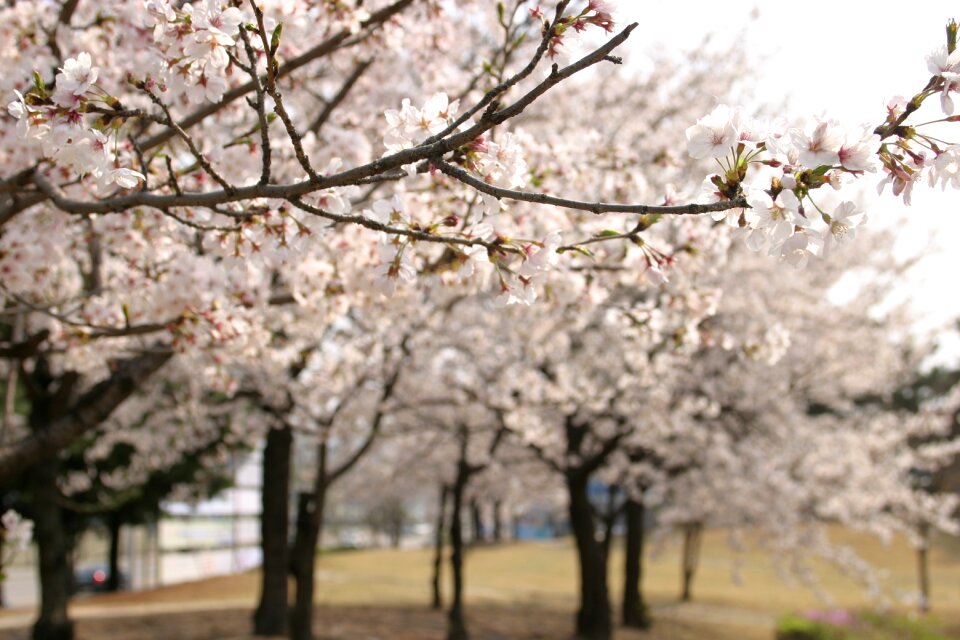 Cherry blossom wood spring