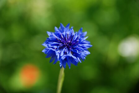 Cornflower blue plant photo