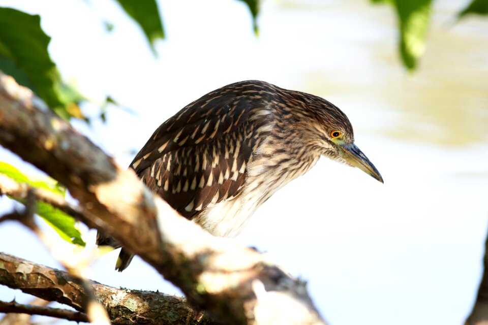 Fish eater bird that eats fish looking