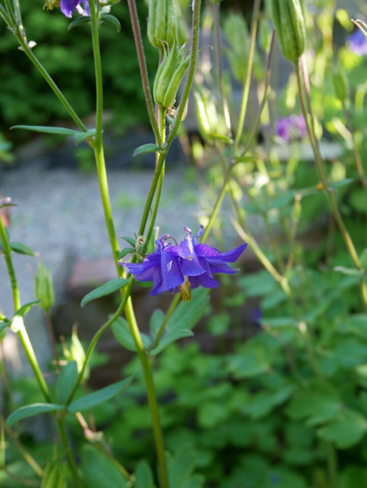 Floral flower summer