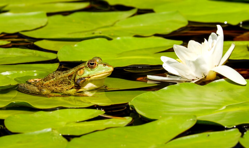 Animal green green frog photo