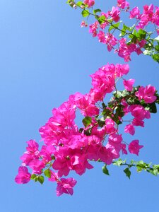 Pink detail blossom