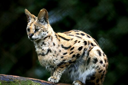 Ocelot animal wild