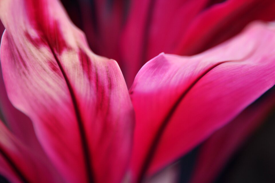 Flora pink botanical