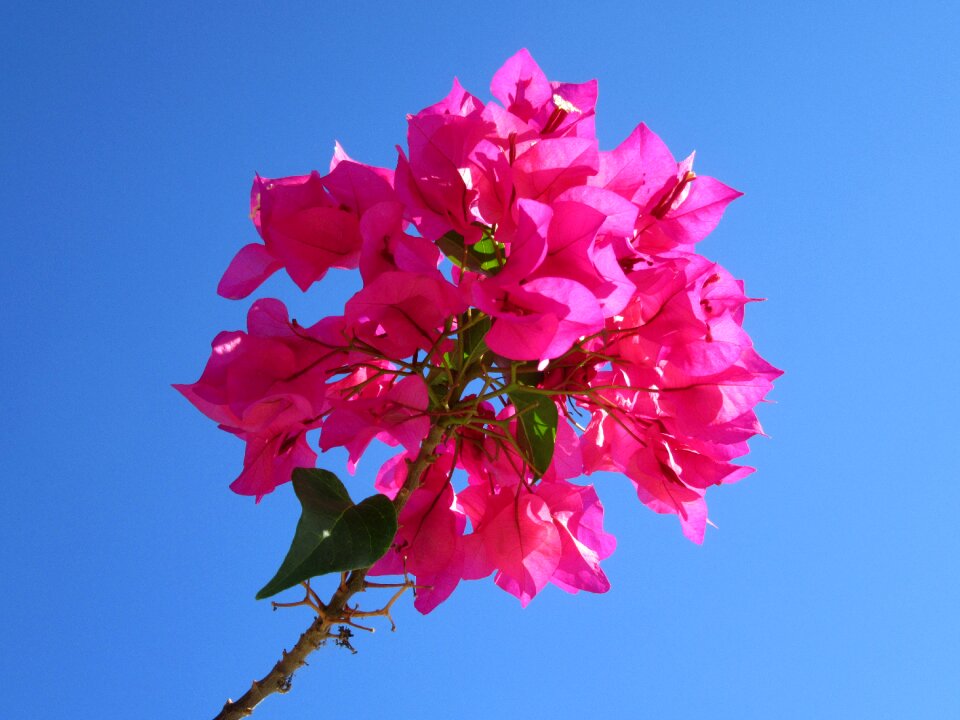 Bougainville four o'clock plant beautiful flower