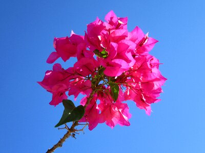 Bougainville four o'clock plant beautiful flower