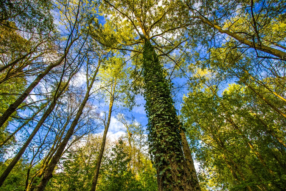 Forest nature england