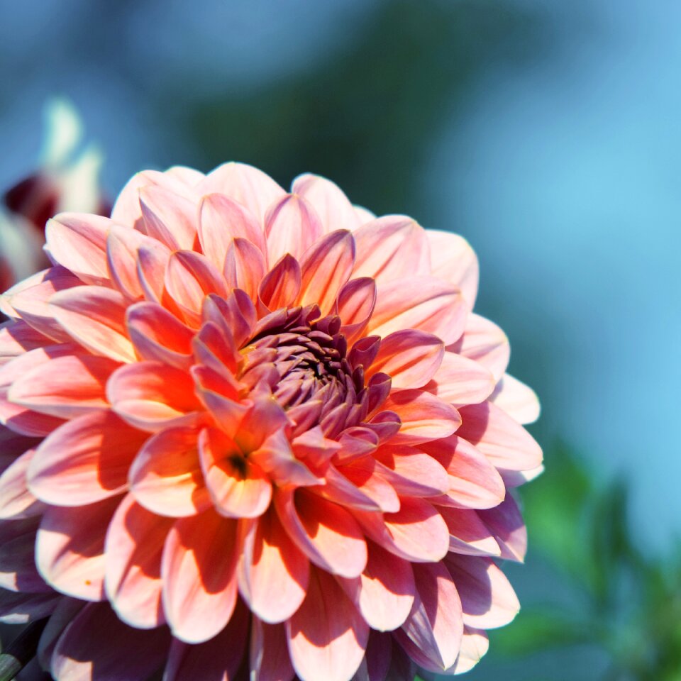 Blossom bloom plant