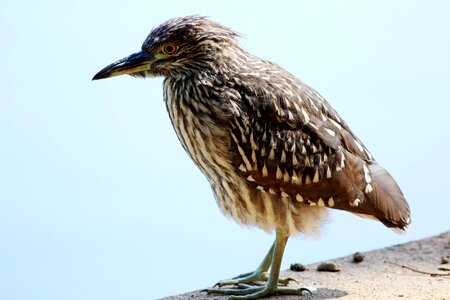 Looking birdie tropical birds photo