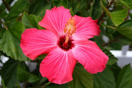 Petal red tropical photo