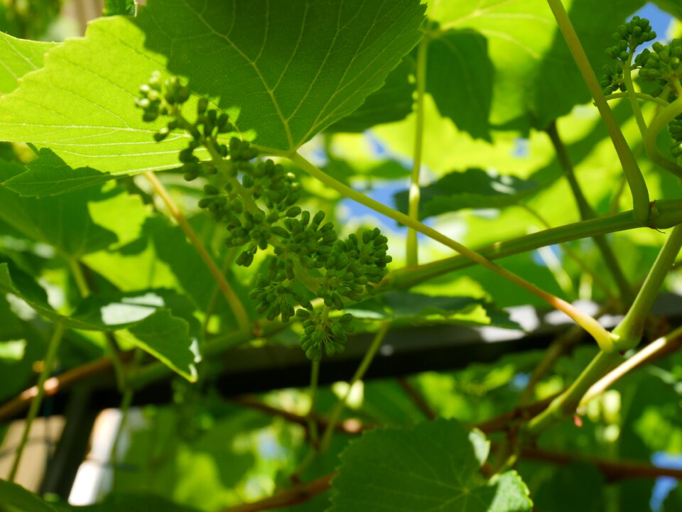 Fruit branch natural