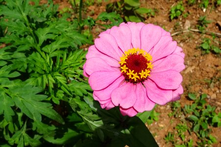 Flora plant garden