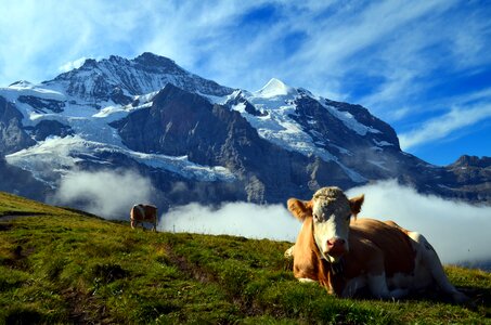 Landscape nature cow